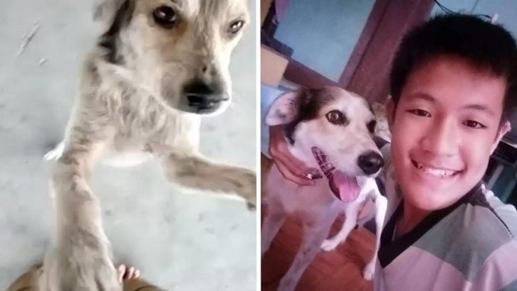Dog Cries After Seeing His Owner For The First Time In Months