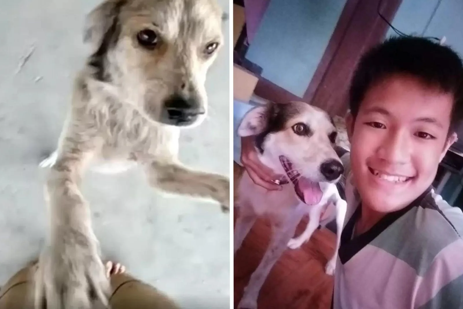 dog reunites with his family