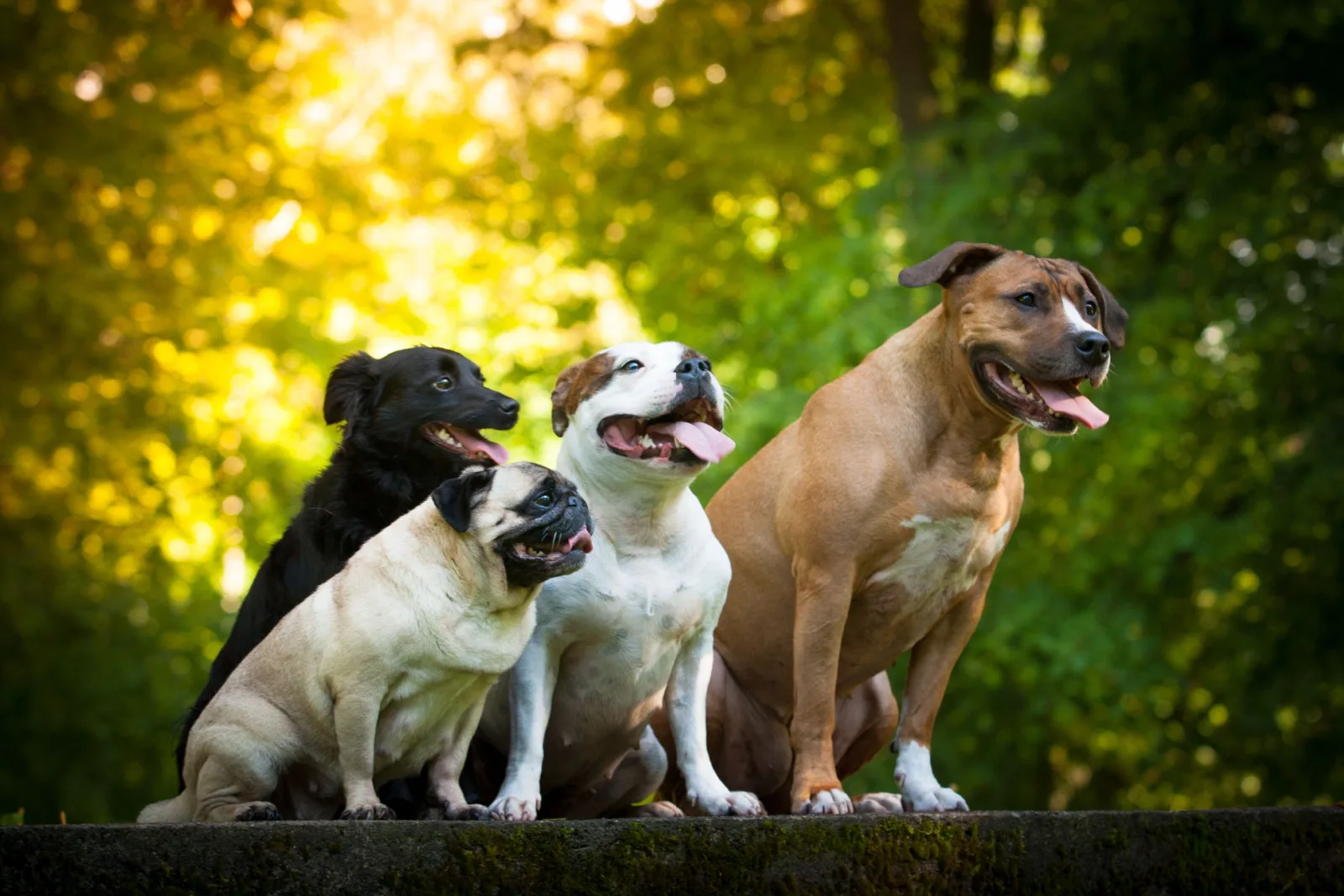 Dog friends - staffordshire bullterier, staffbulterier, pug and crossbreed sitting outside