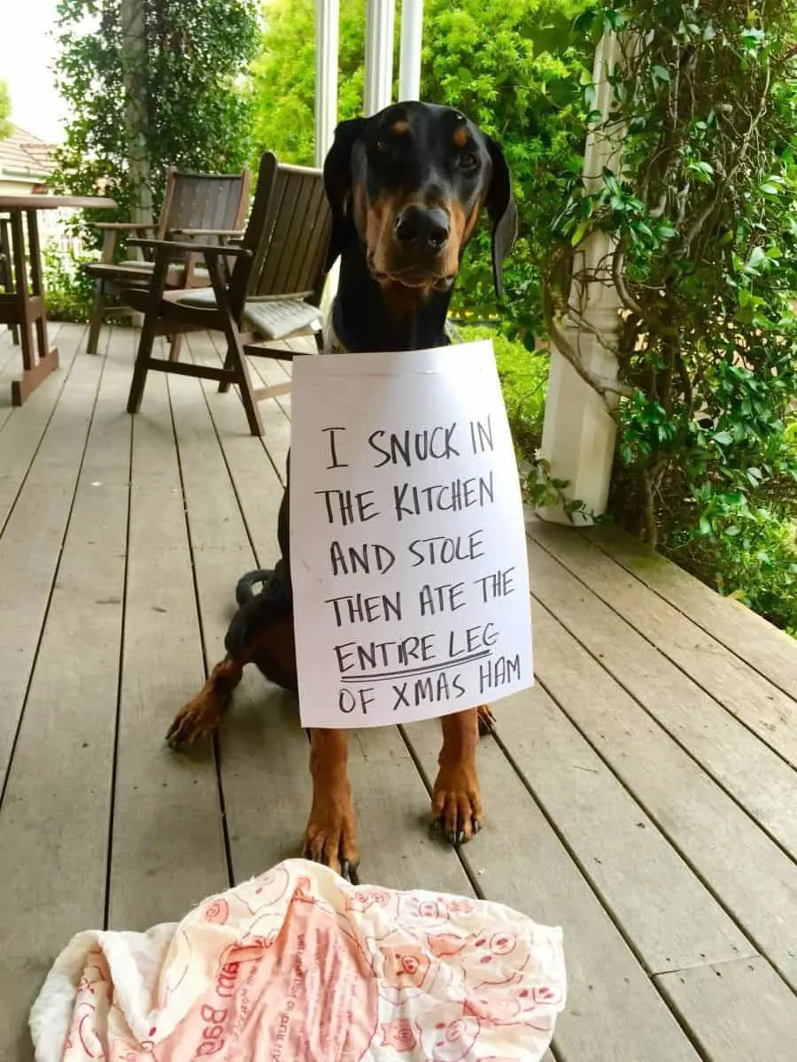 Dog shamed for eating the entire leg of ham