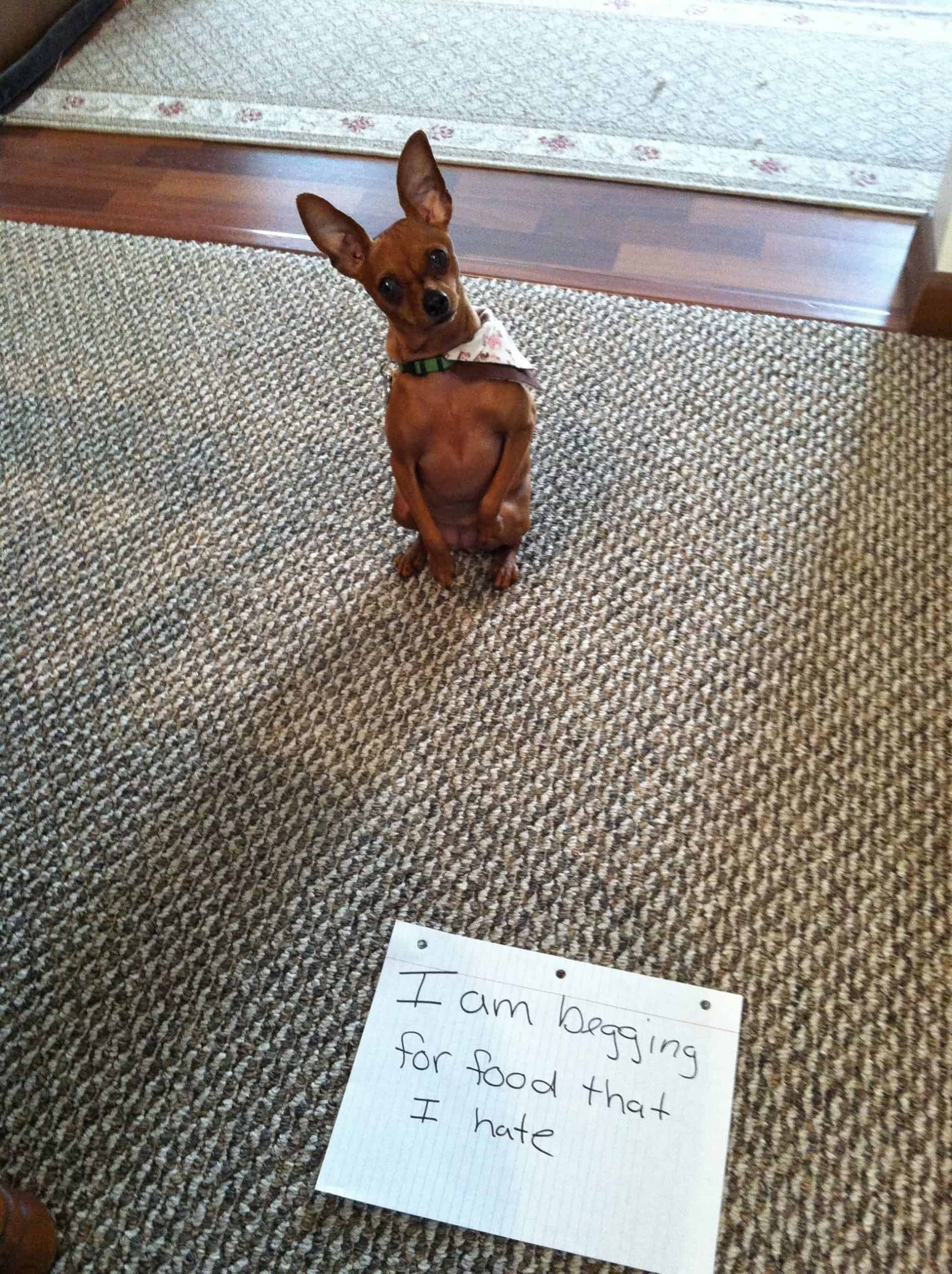 Dog shaming of a pup who begs for food