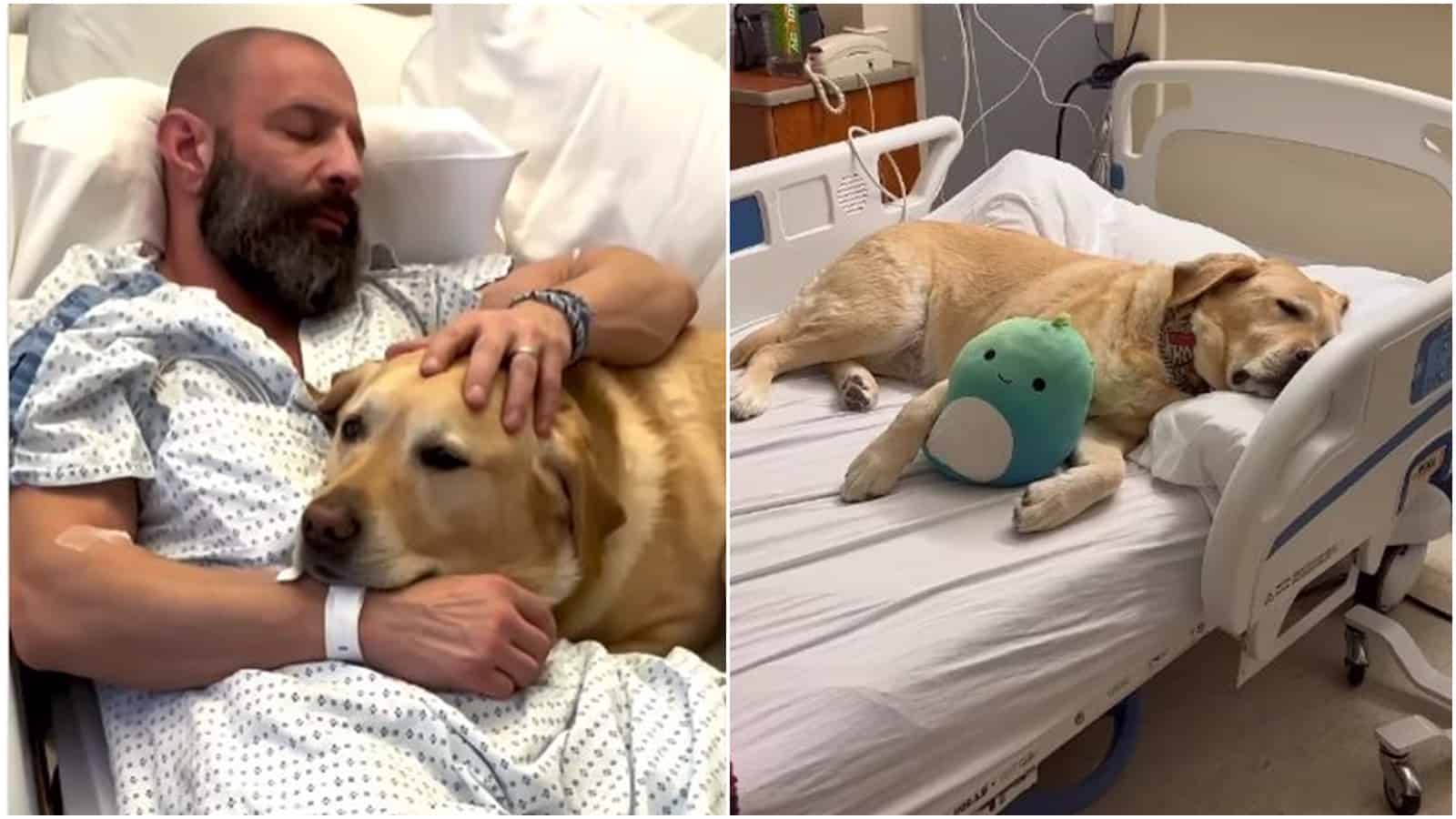 Loyal Dog Doesn’t Want To Leave His Man’s Side And Sticks With Him In A Hospital