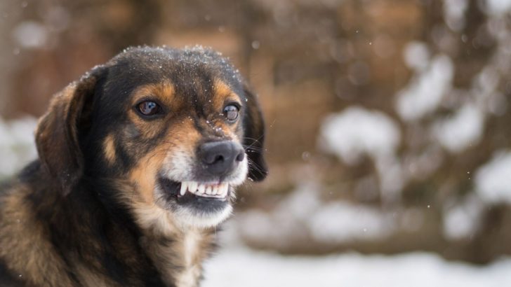 7 Triggers For Fear Aggression In Dogs And How To Handle It