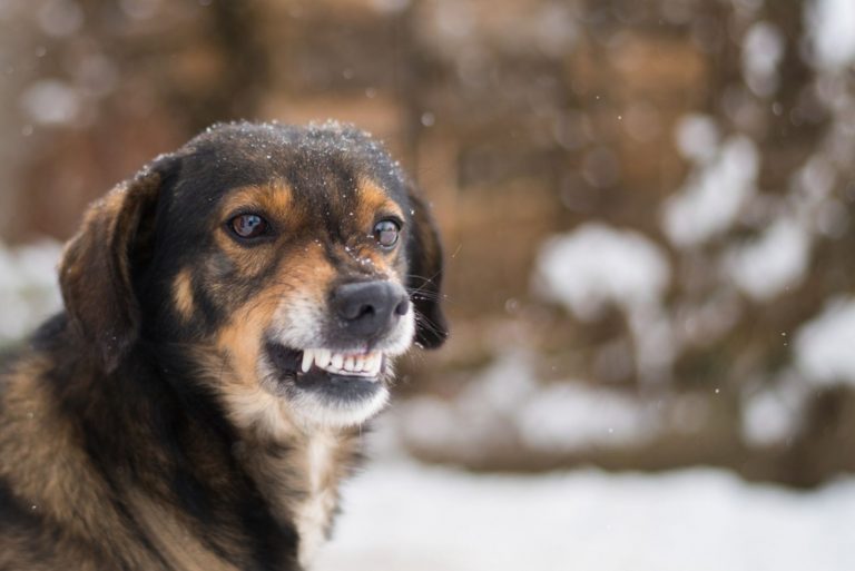 Angry dog shows teeth