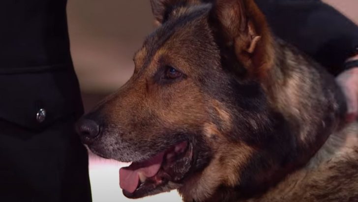 Finn, The Police GSD, Doing Magic And Mind-Reading At The BGT Stage