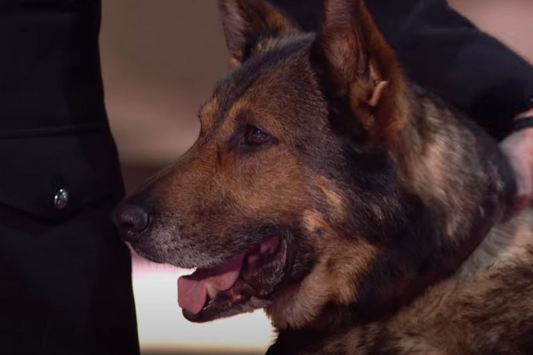 photo of finn, the police GSD