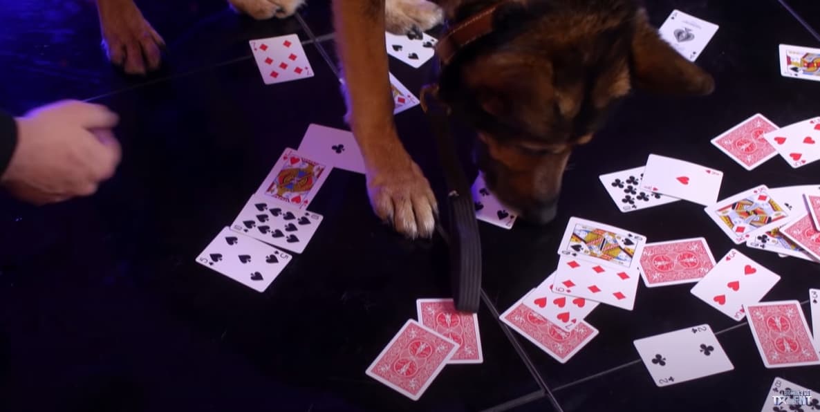 Finn doing the card trick