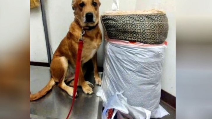 From A Returned Dog At The Shelter, To A Furever Family