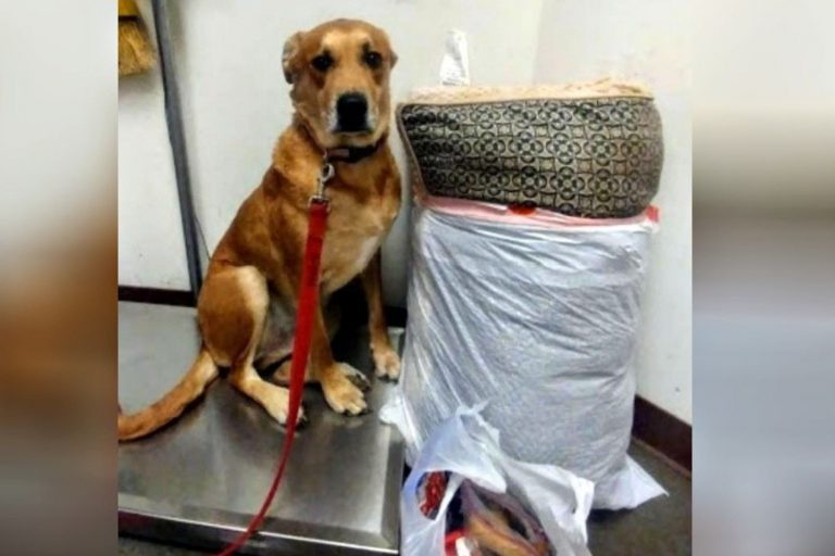 photo of a scared rescued dog