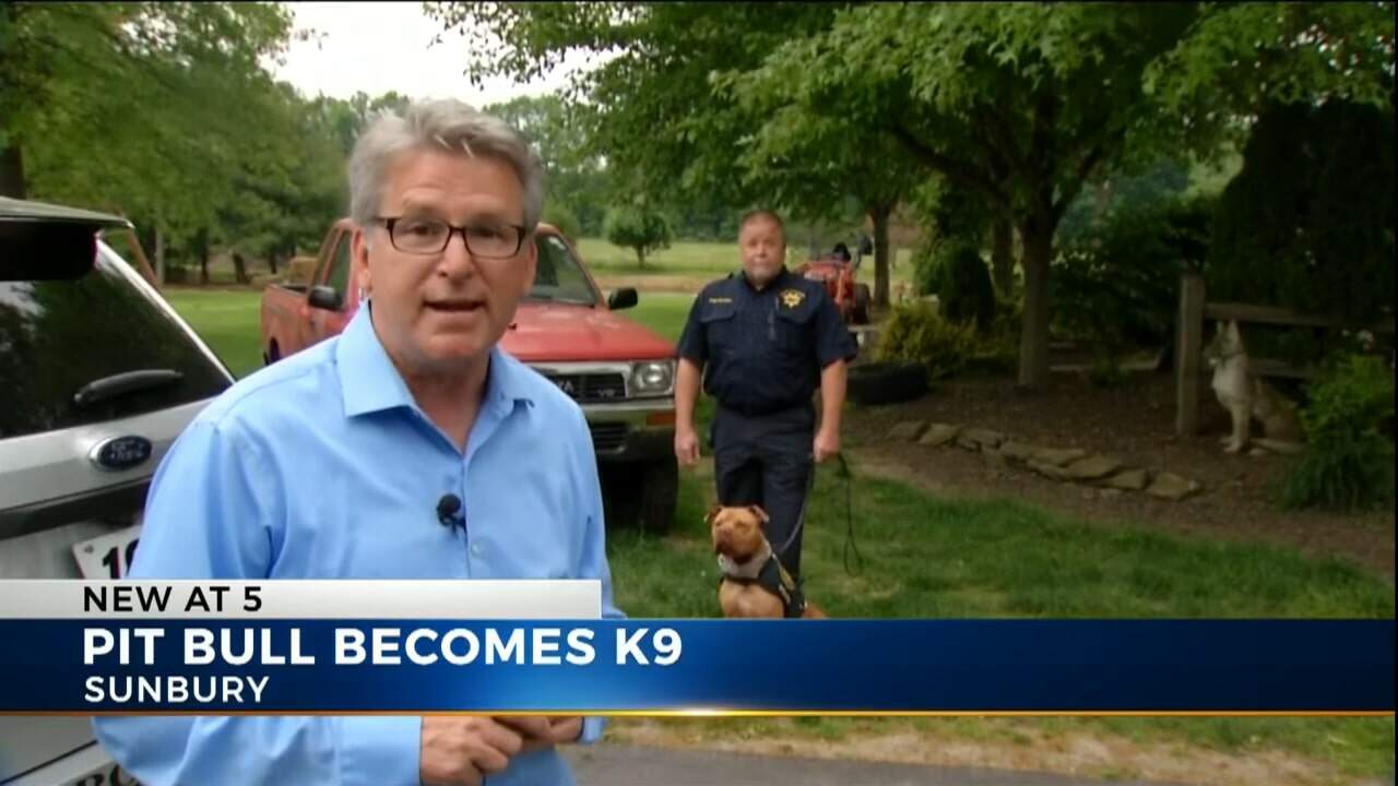 Leonard, The Pitbull, Is Ohio’s First K-9 Officer