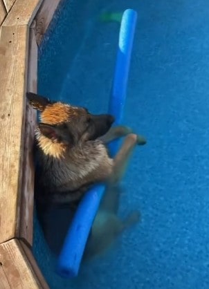GSD chilling with a pool noodle