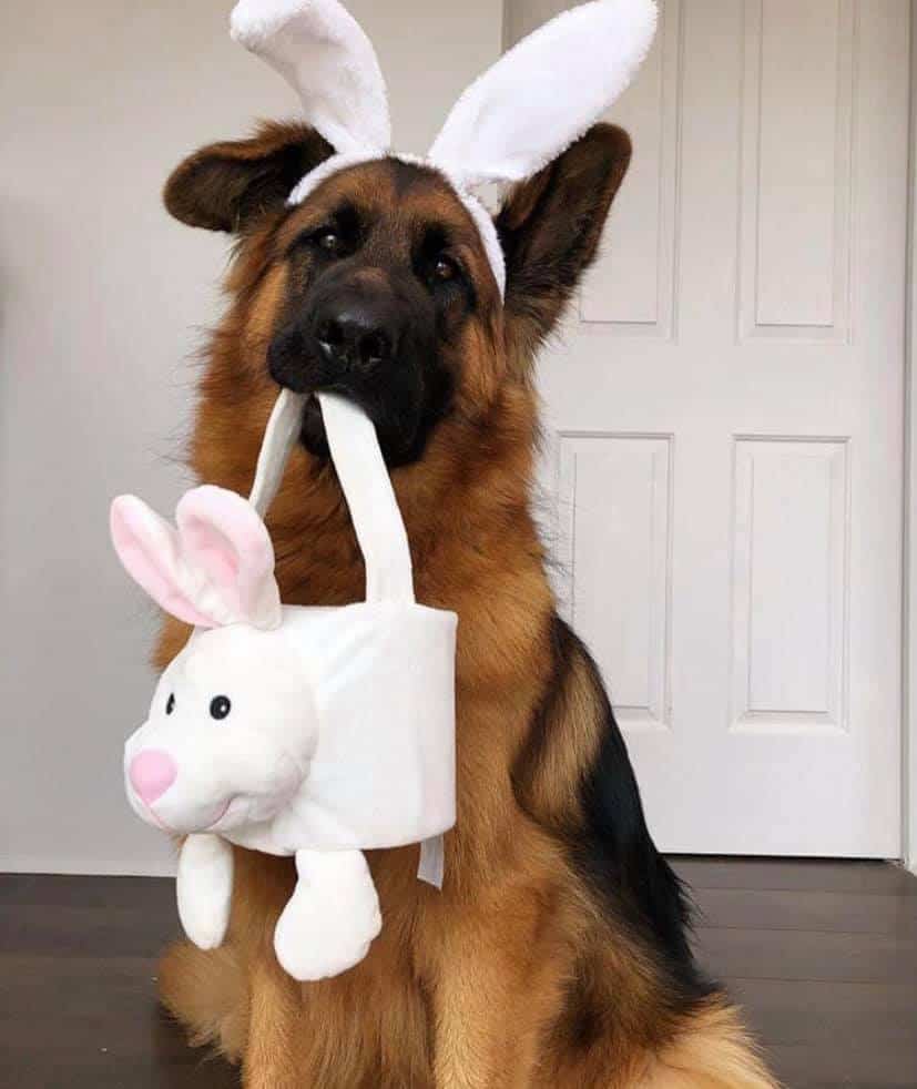 GSD wearing easter outfit