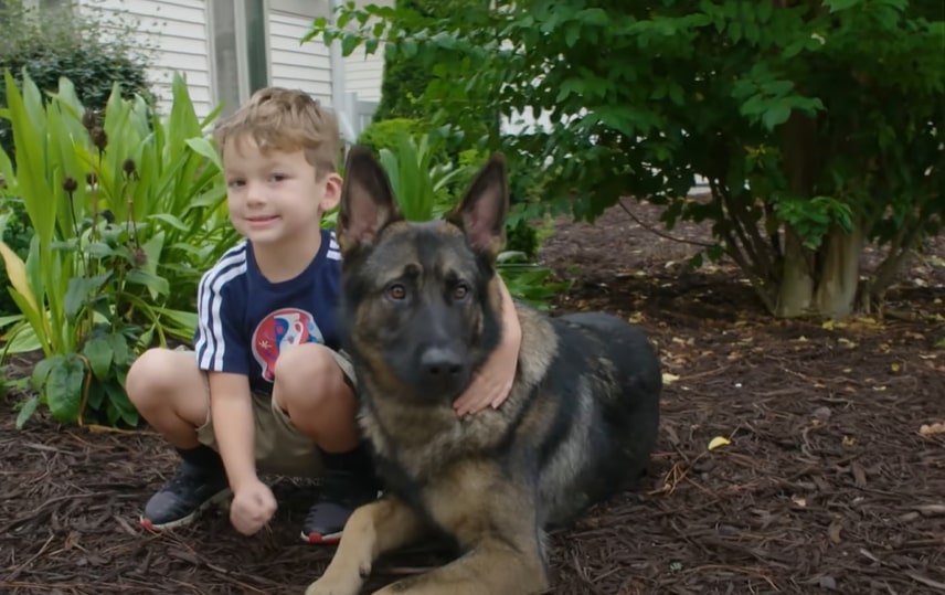 German shepherd is lying in the garden, the boy hugged him