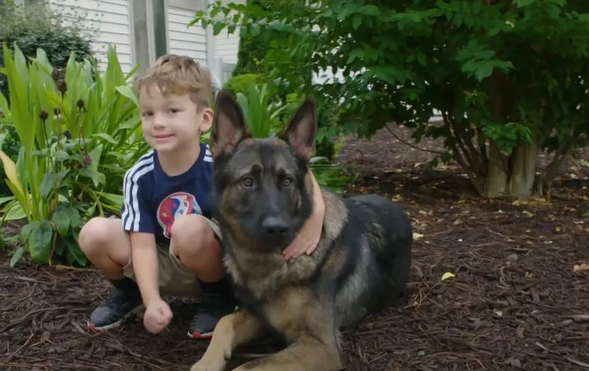German shepherd is lying in the garden, the boy hugged him