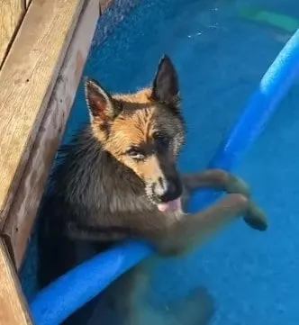 German shepherd relaxing in pool