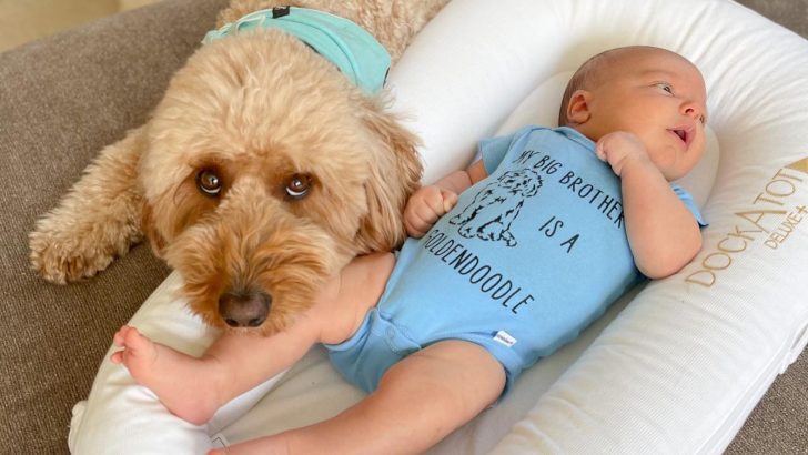 Goldendoodle Takes Over The Newborn Photoshoot 
