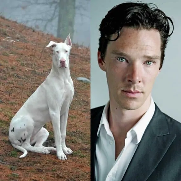 Great Dane As Benedict Cumberbatch