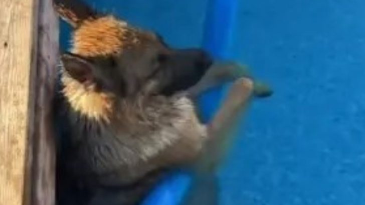 Hard-Working Dogs Deserve Some R&R Too