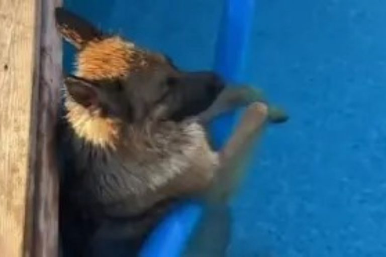 german shepherd relaxing in a pool