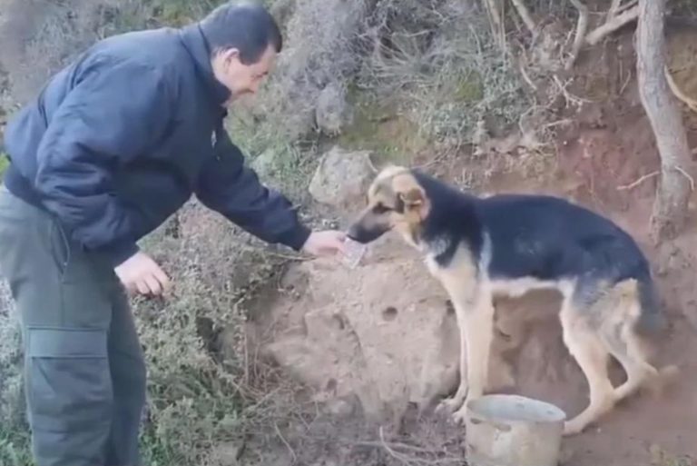 Rescuers save a dog chained to a tree