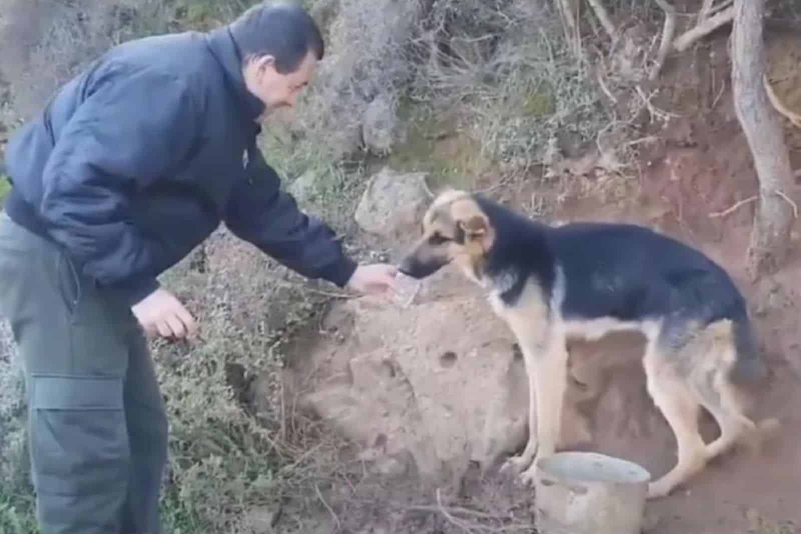 Heartbreaking: Rescuers Save German Shepherd Chained To A Tree