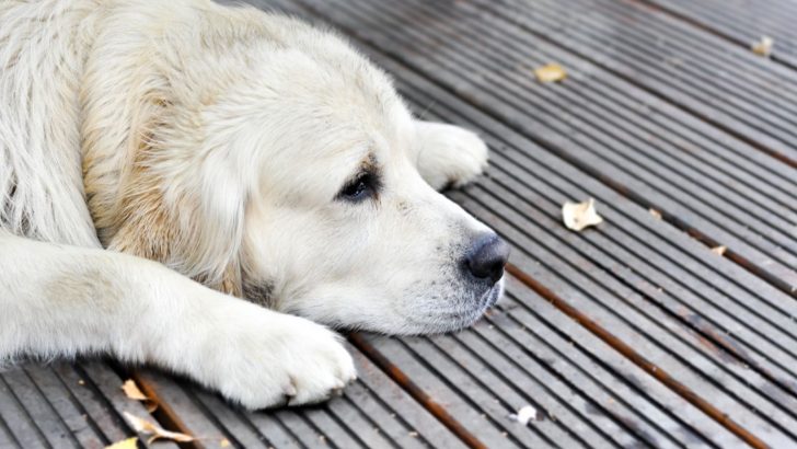 Heartbroken Dog Refuses To Leave His Sister’s Dead Body