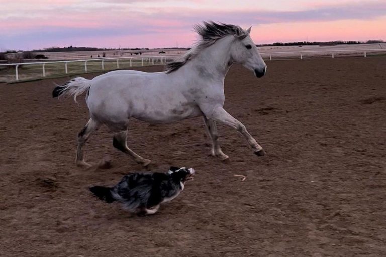 horse and dog running together
