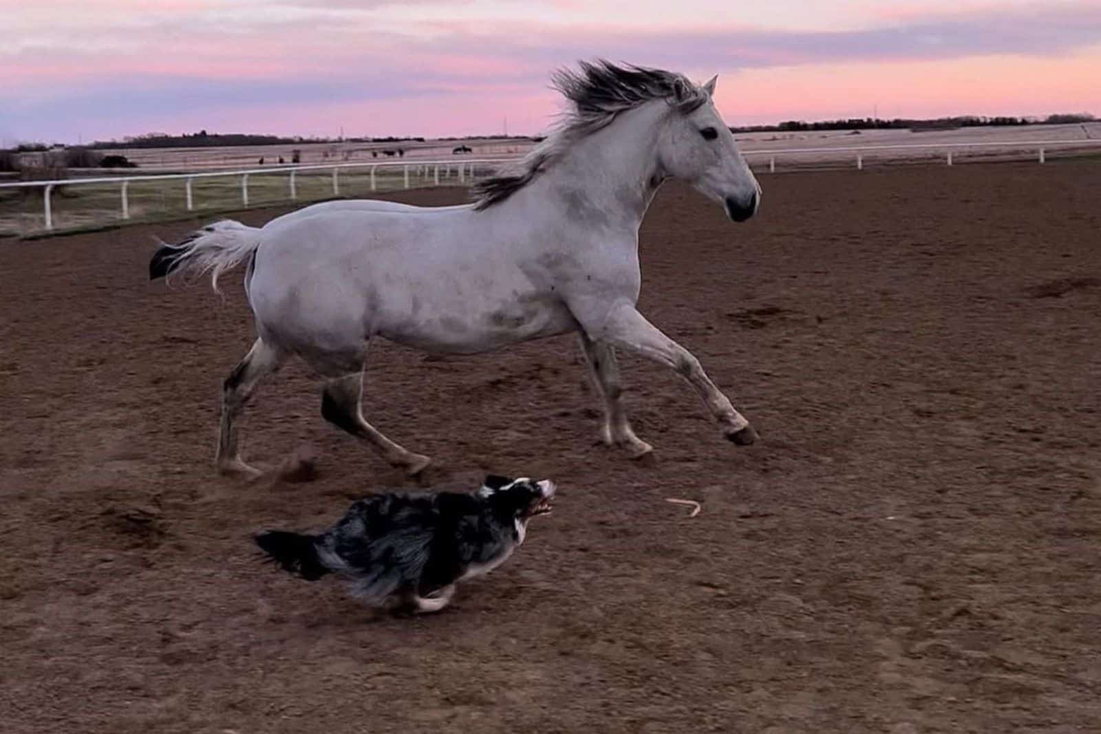 Horse And Dog Friendship Is All We Need