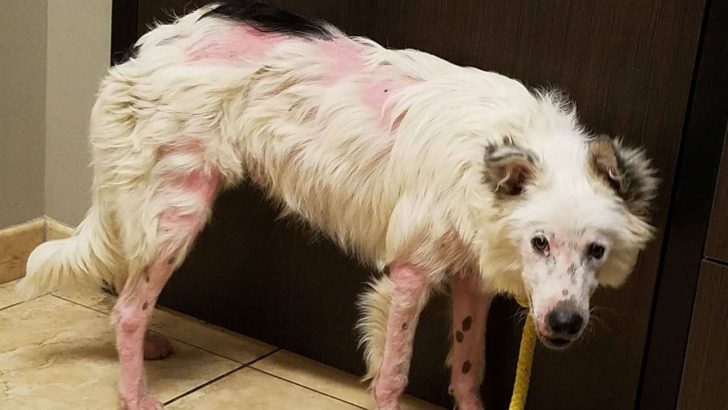 How A Border Collie Got A New Name And A New Life