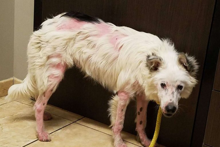 wounded border collie