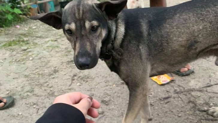 Superhero Dog Rescues An Abandoned Baby