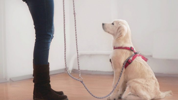 How To Leash Train A Dog And Finally Enjoy Walks