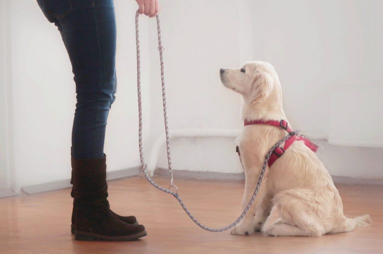 woman gives a command to her attentive golden retriever puppy on a leash