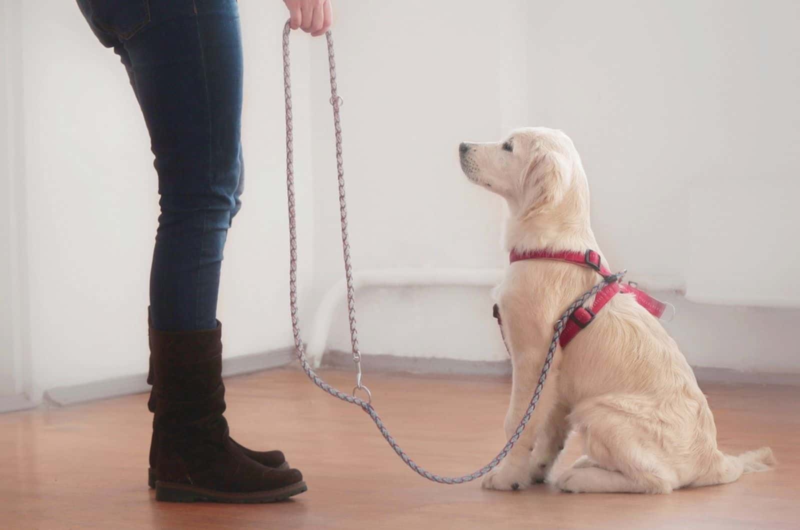 woman gives a command to her attentive golden retriever puppy on a leash