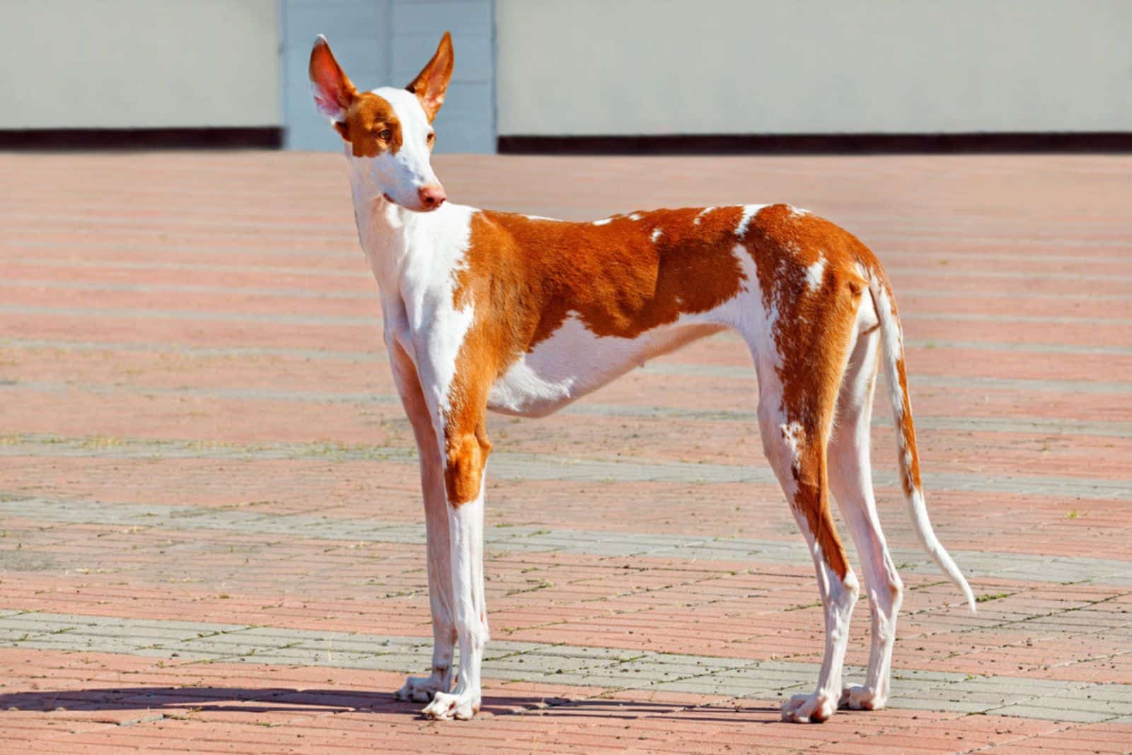 Ibizan Hound