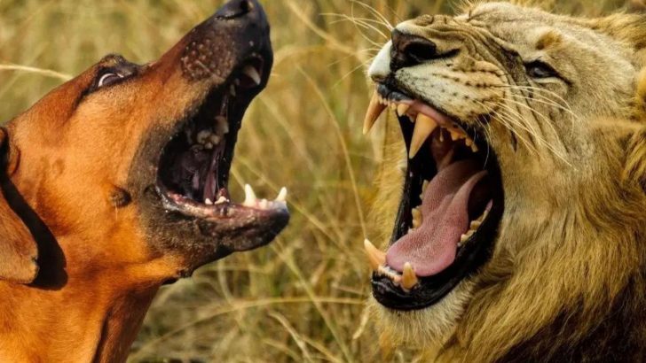 Is The Rhodesian Ridgeback Vs Lion Battle Myth Or Reality?