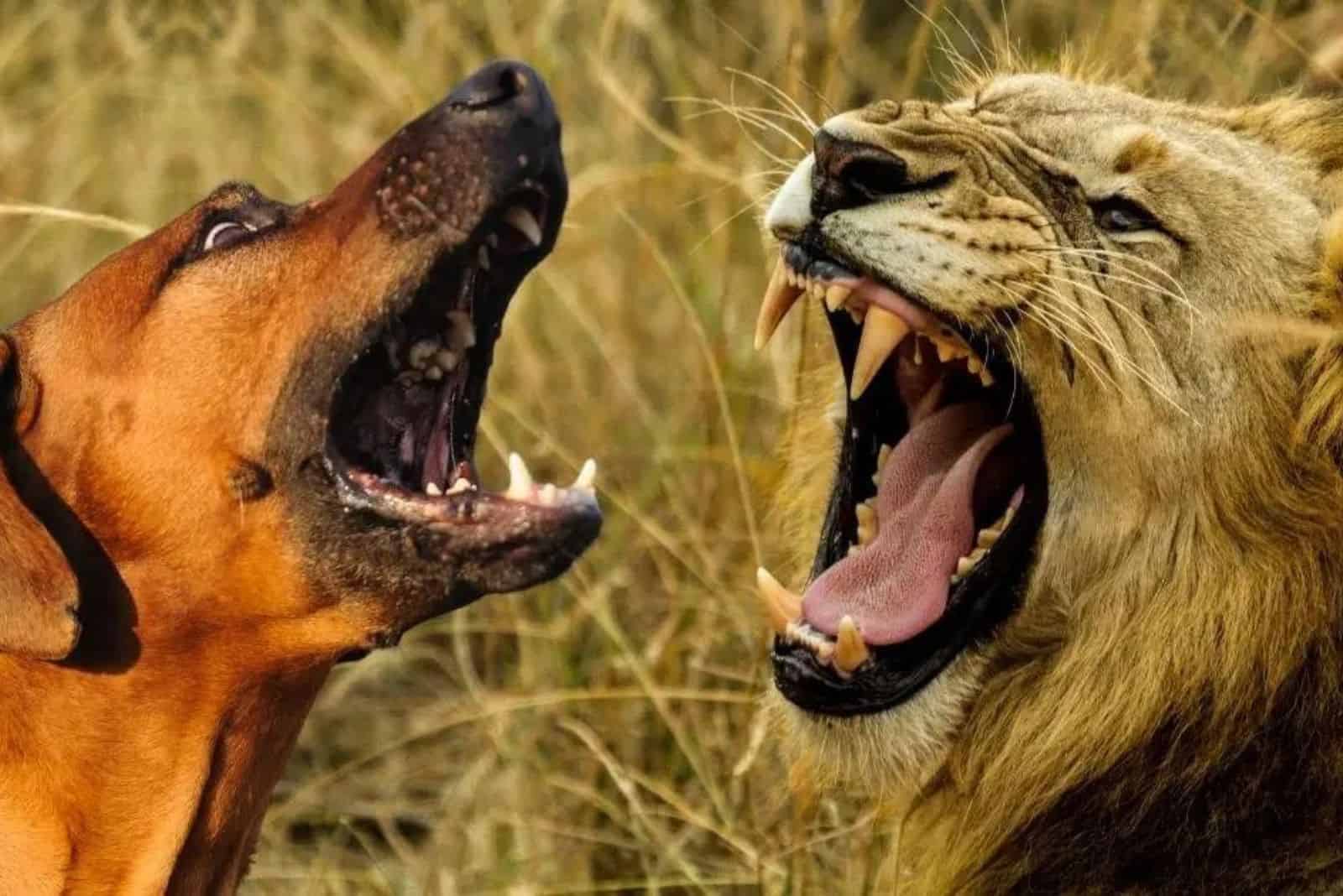 Rhodesian Ridgeback Vs Lion