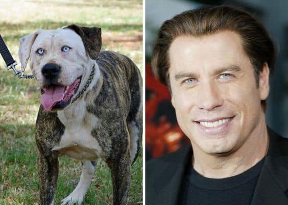 John Travolta and the dog