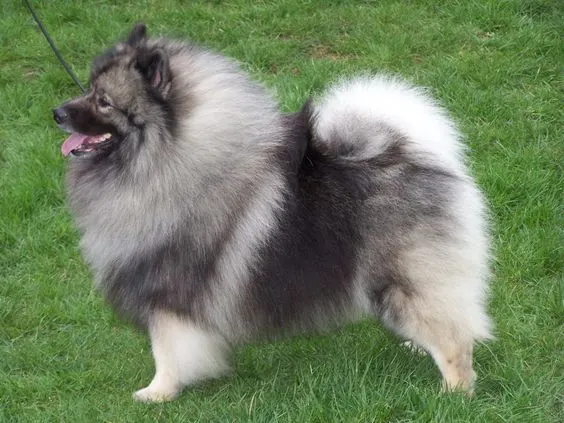 Keeshond stands with tongue out