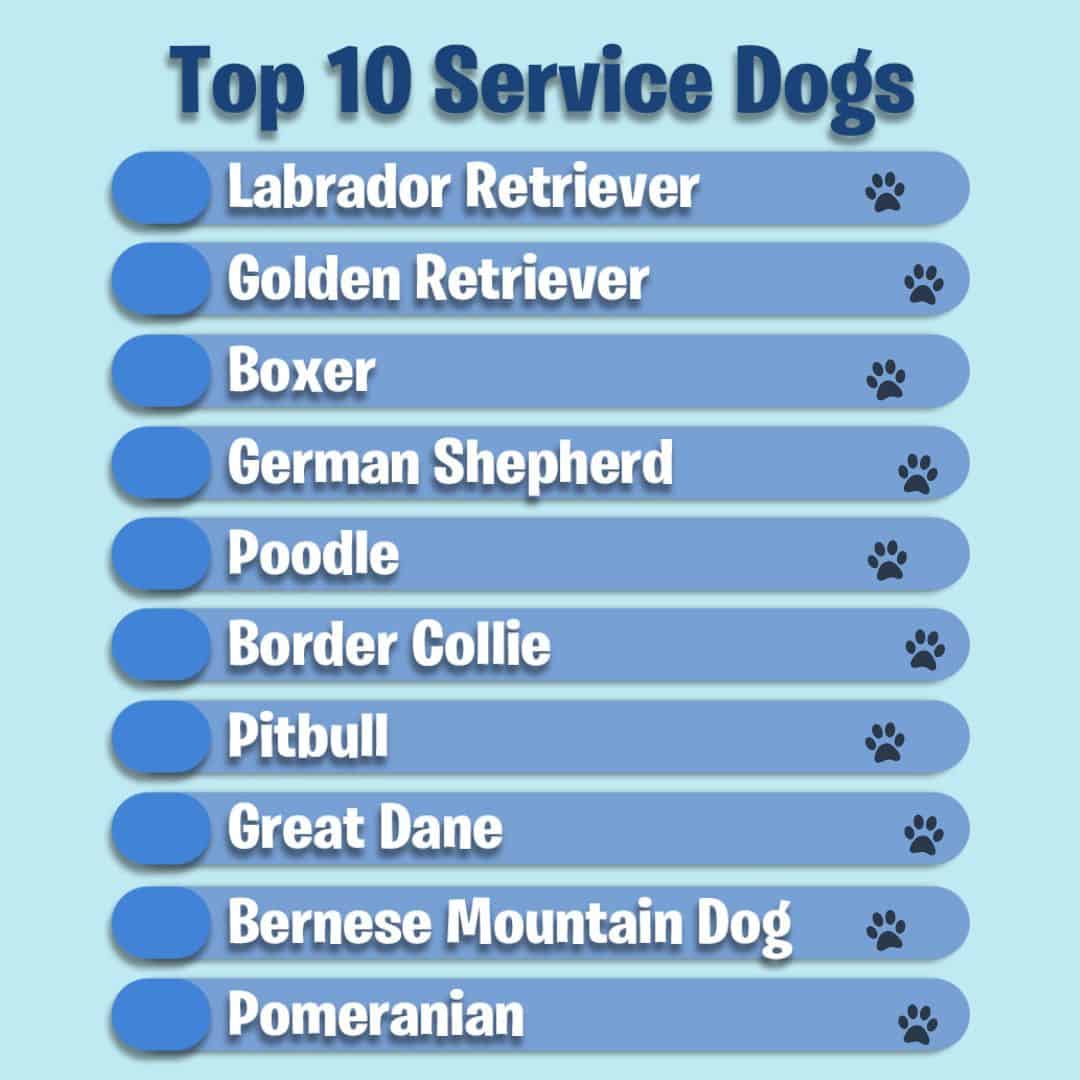 List of top 10 service dogs