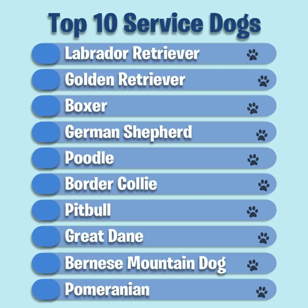List of top 10 service dogs