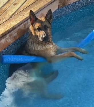 Mohamed’s GSD chilling with a pool noodle