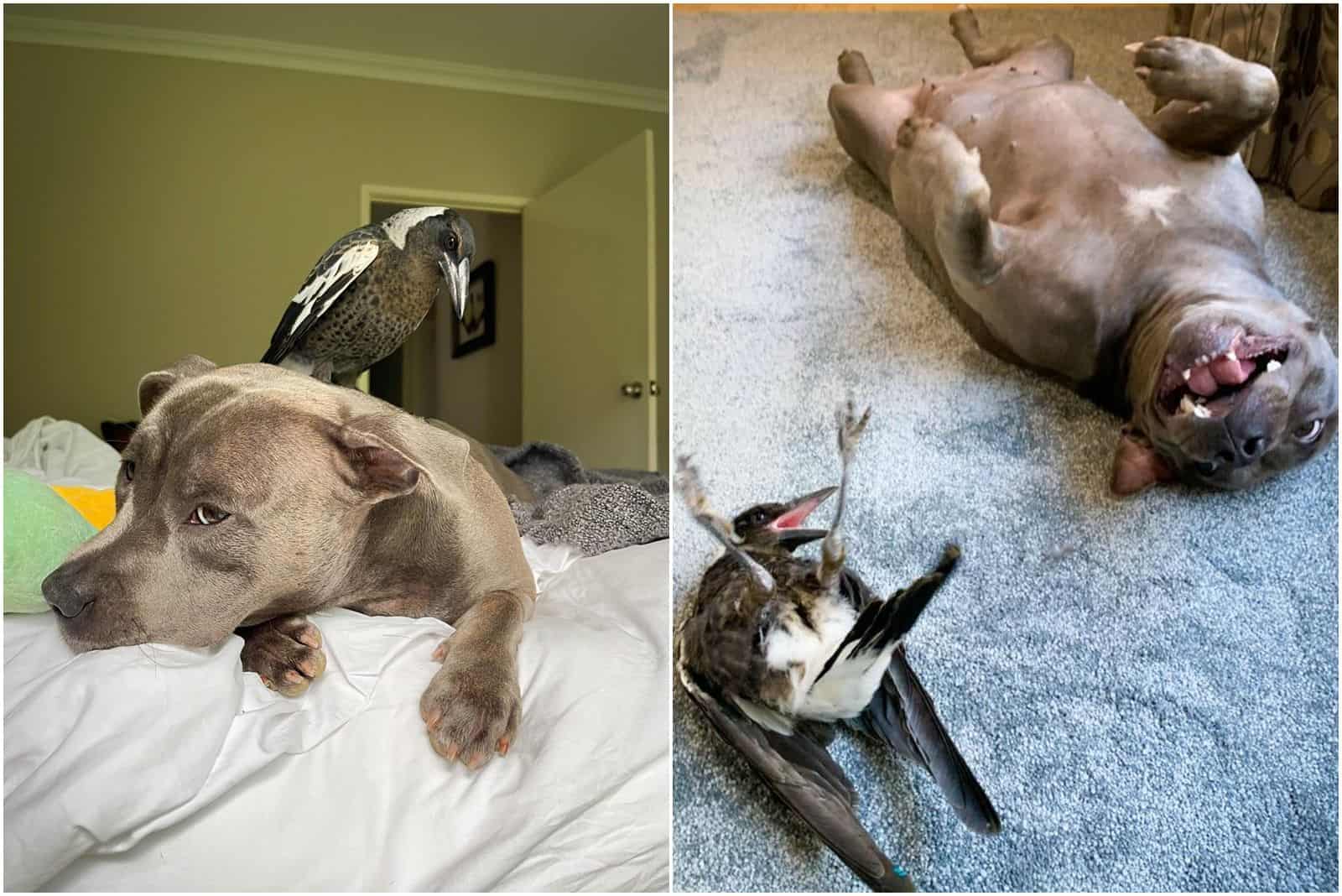 Here’s What Happens When A Dog Meets A Magpie
