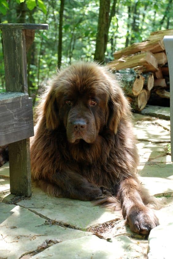 Newfoundland dog lying on the pavement