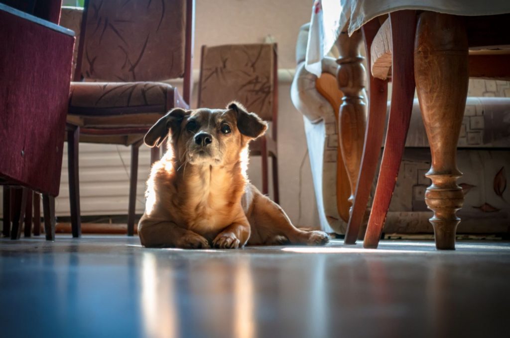 dog lies in the room listening to the noise outside