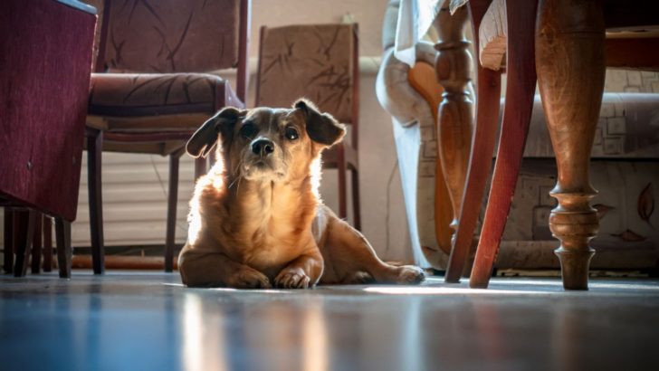 Noises Only Dogs Can Hear But We Can’t And Why That Is