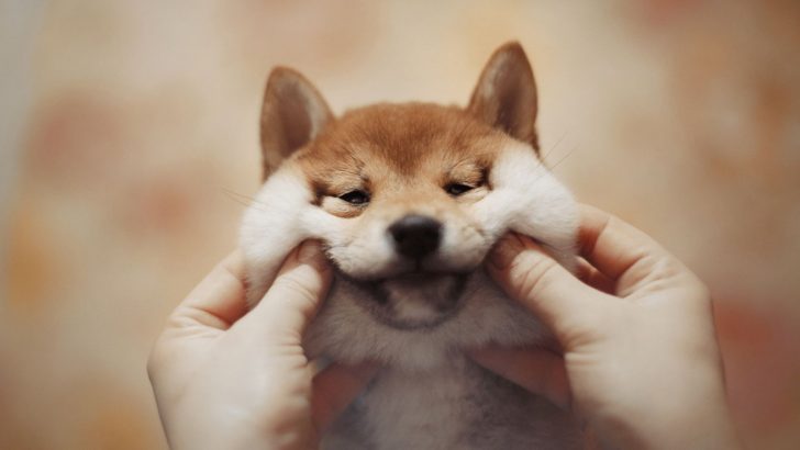 People Rated These 50 Dogs And It’s Absolutely Hilarious