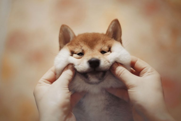 man holding smiling shiba inus face