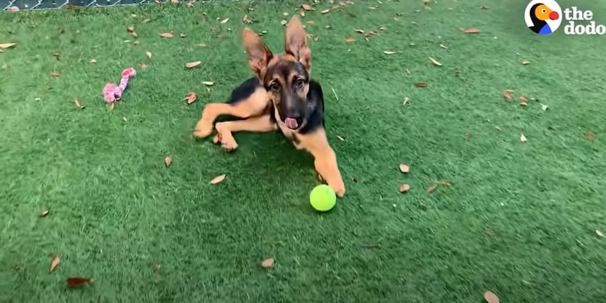 Photo of Roo on grass