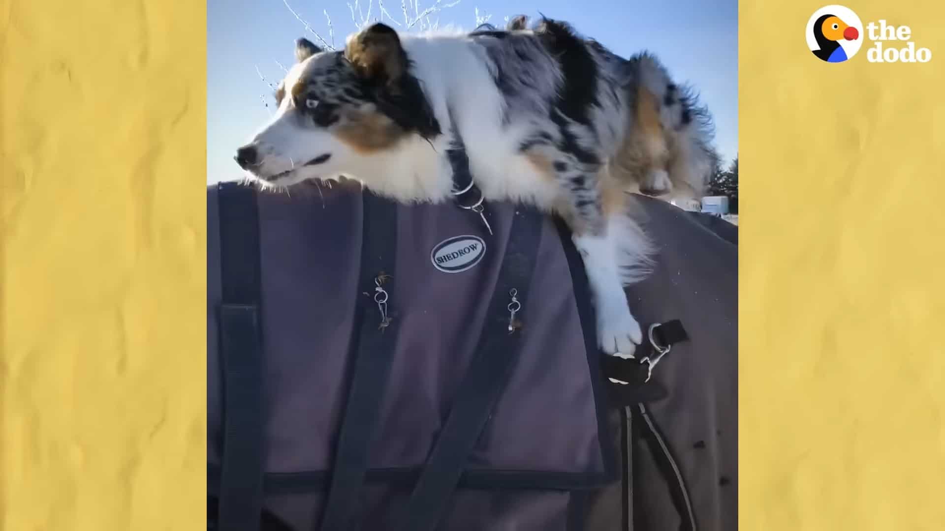 Photo of a dog on horse's back